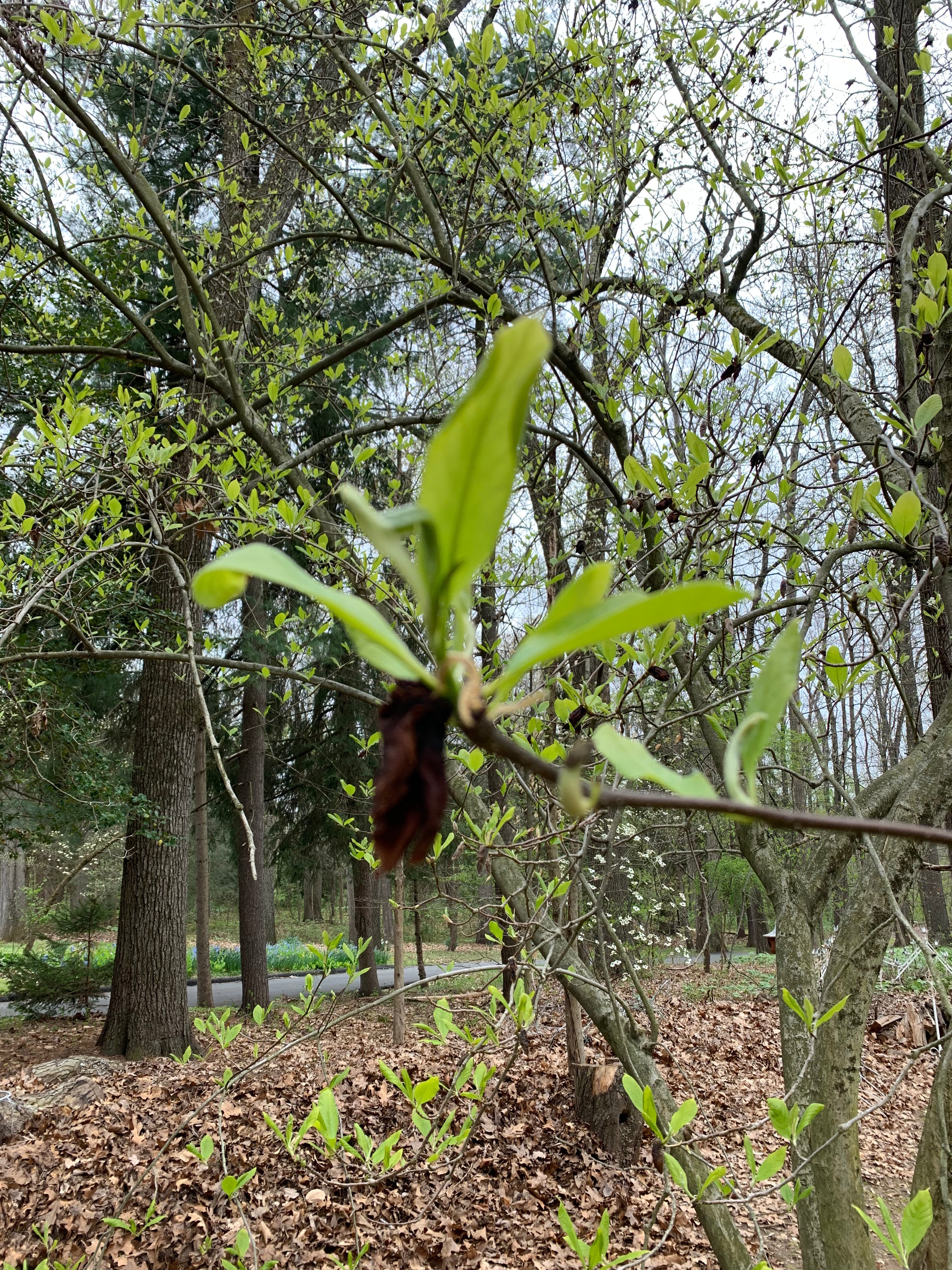 Floral Eden Wreath Barrette