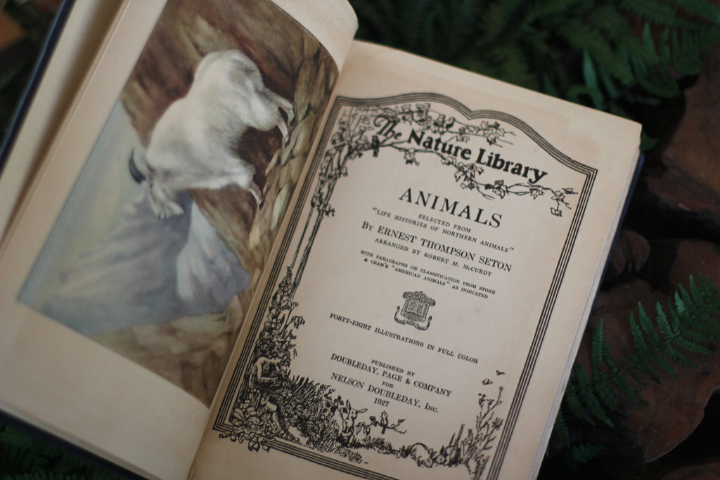 Antique Book The Nature Library Birds by Neltje Blanchan HC 1927 Illustrated