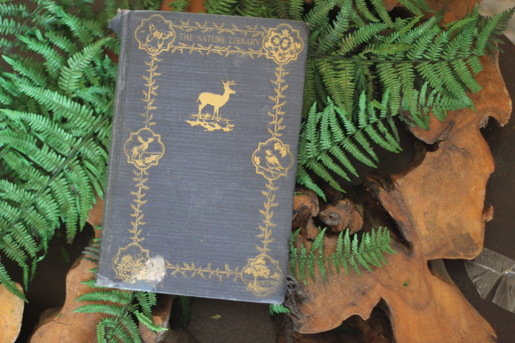 Antique Book The Nature Library Birds by Neltje Blanchan HC 1927 Illustrated